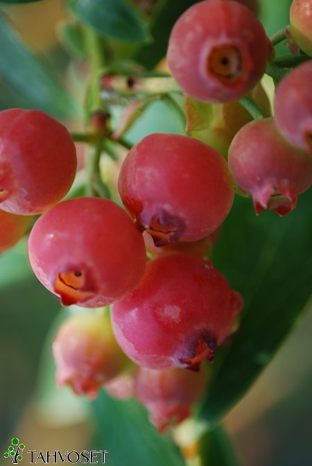Vaccinium corymbosum  'Pink Lemonade' pensasmustikka